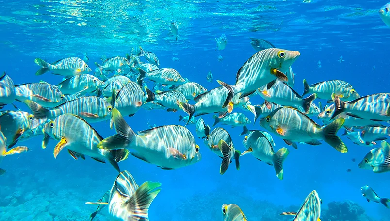 PG Cook & Society Islands