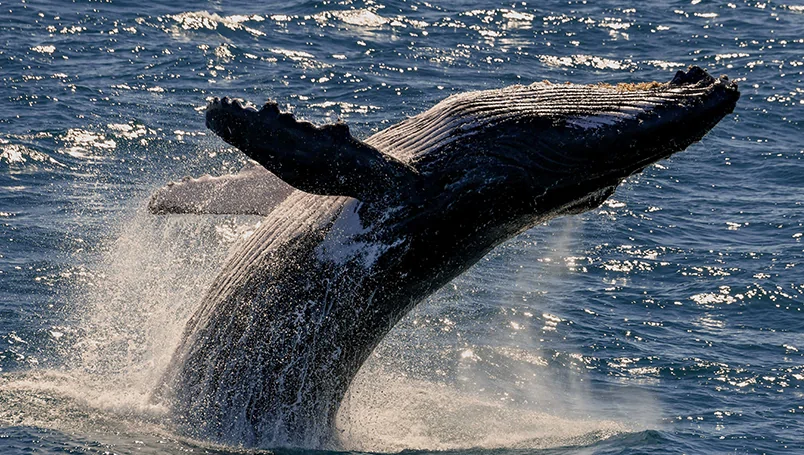 Main Gallery – Ponant Kimberley