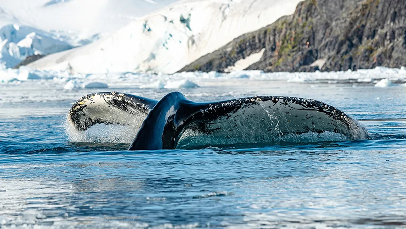 Main Gallery – Ponant Emblematic Antarctica