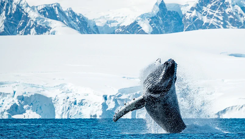 Main Gallery – Ponant Emblematic Antarctica