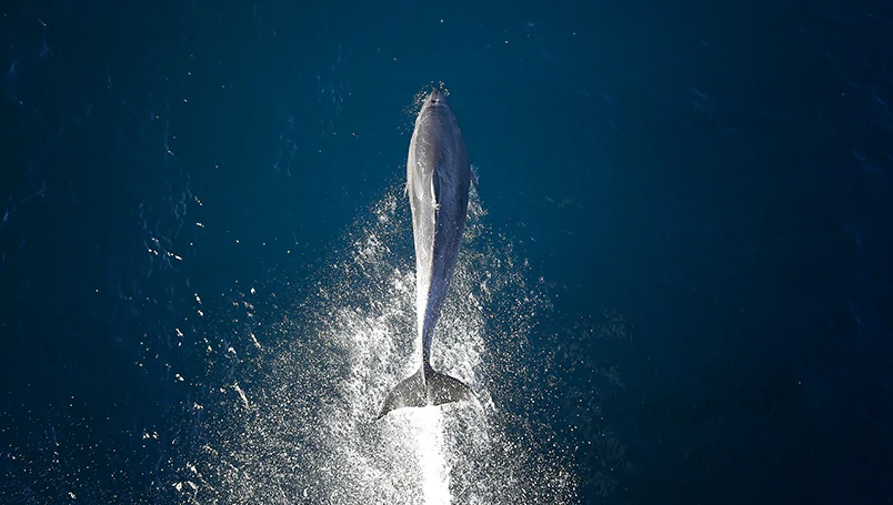 Natural Treasures of New Zealand