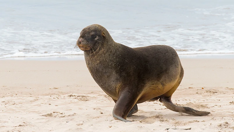 Natural Treasures of New Zealand