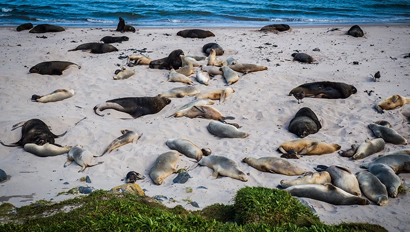 Galapagos of the Southern Ocean