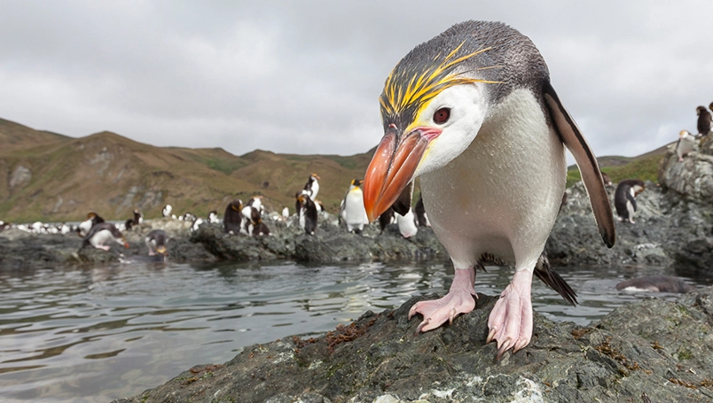 UC011 - Galapagos of the Southern Ocean