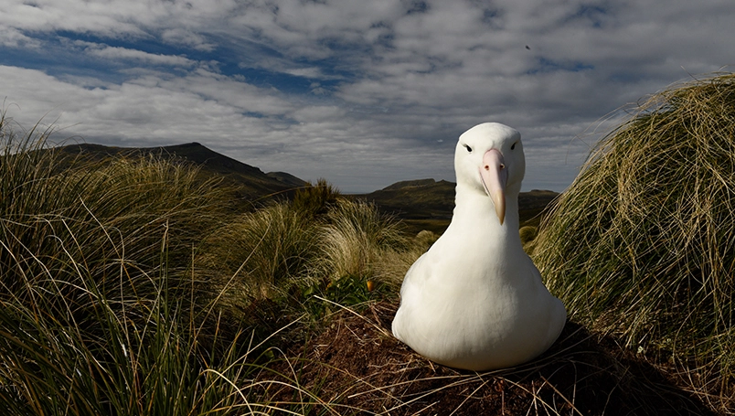 UC011 - Galapagos of the Southern Ocean