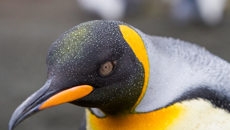 Galapagos of the Southern Ocean Special Inclusions
