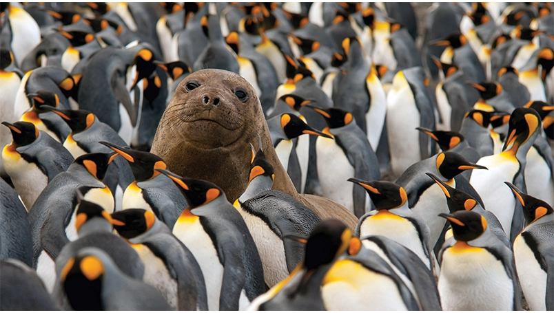 UC011 - Galapagos of the Southern Ocean