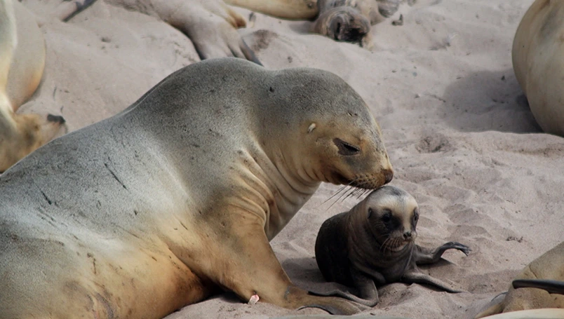 Forgotten Islands of the South Pacific