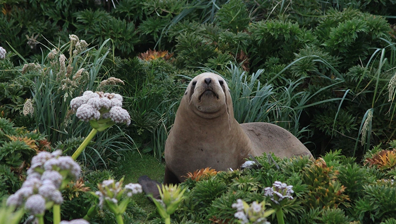 UC012 - Forgotten Islands of the South