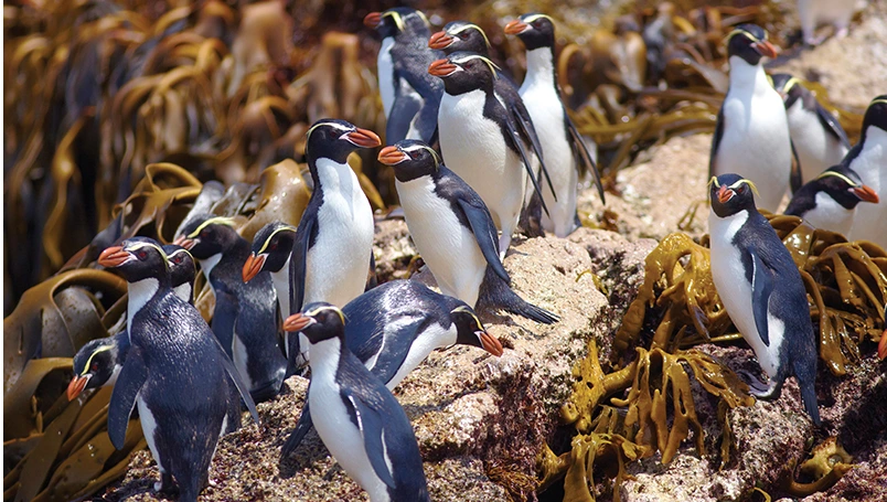 Forgotten Islands of the South Pacific