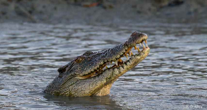 S.Bradley,Hunter River-46.jpg