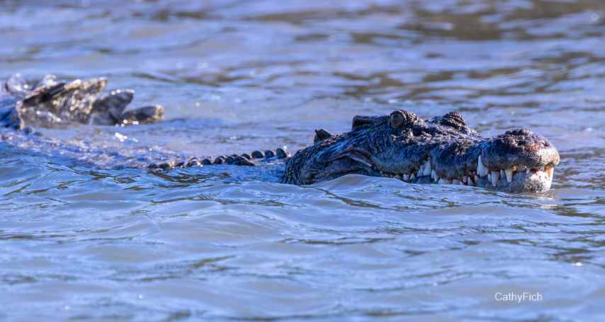 Crocodile_Cathy Finch.jpg