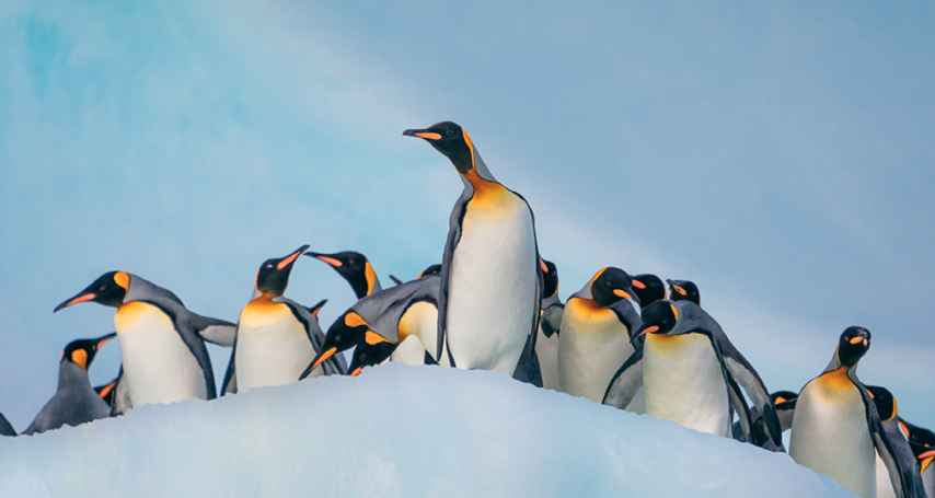 SSC_Antarctica_E4240302023 855x455.jpg