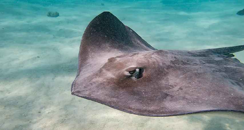 Polynesian Dreams: Cruise & Overwater Escape