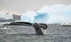 Name: SSC_Antarctica_EV240122006-20 854x455.jpg