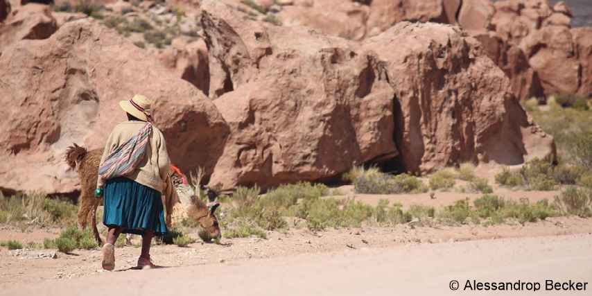 lhamas-4098005_1920 alessandropbecker from P..jpg