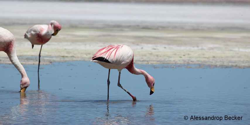 flamingos-4097998_1920 alessandropbecker fro..jpg