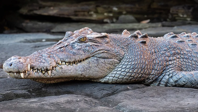 Iconic Kimberley _0000_Iconic Kimberley Main..webp