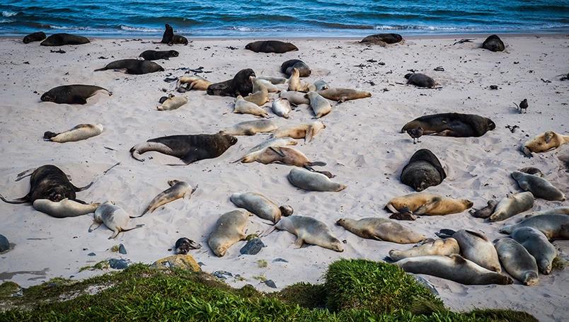 UC011 - Galapagos of the Southern Ocean